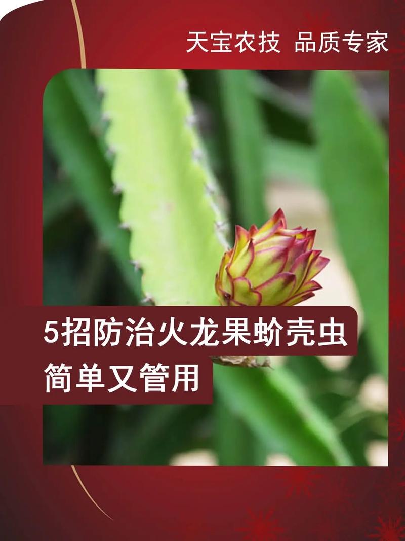 红瓢虫植物养护小知识（红瓢虫植物养护小知识大全）-第2张图片-多多自然网