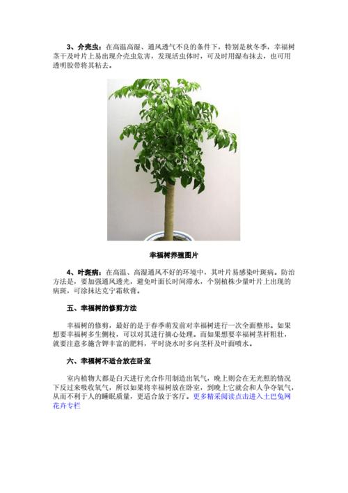 红瓢虫植物养护小知识（红瓢虫植物养护小知识大全）-第3张图片-多多自然网