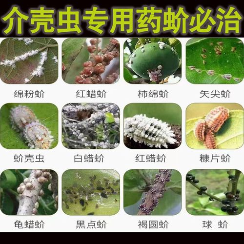 红瓢虫植物养护小知识（红瓢虫植物养护小知识大全）-第4张图片-多多自然网