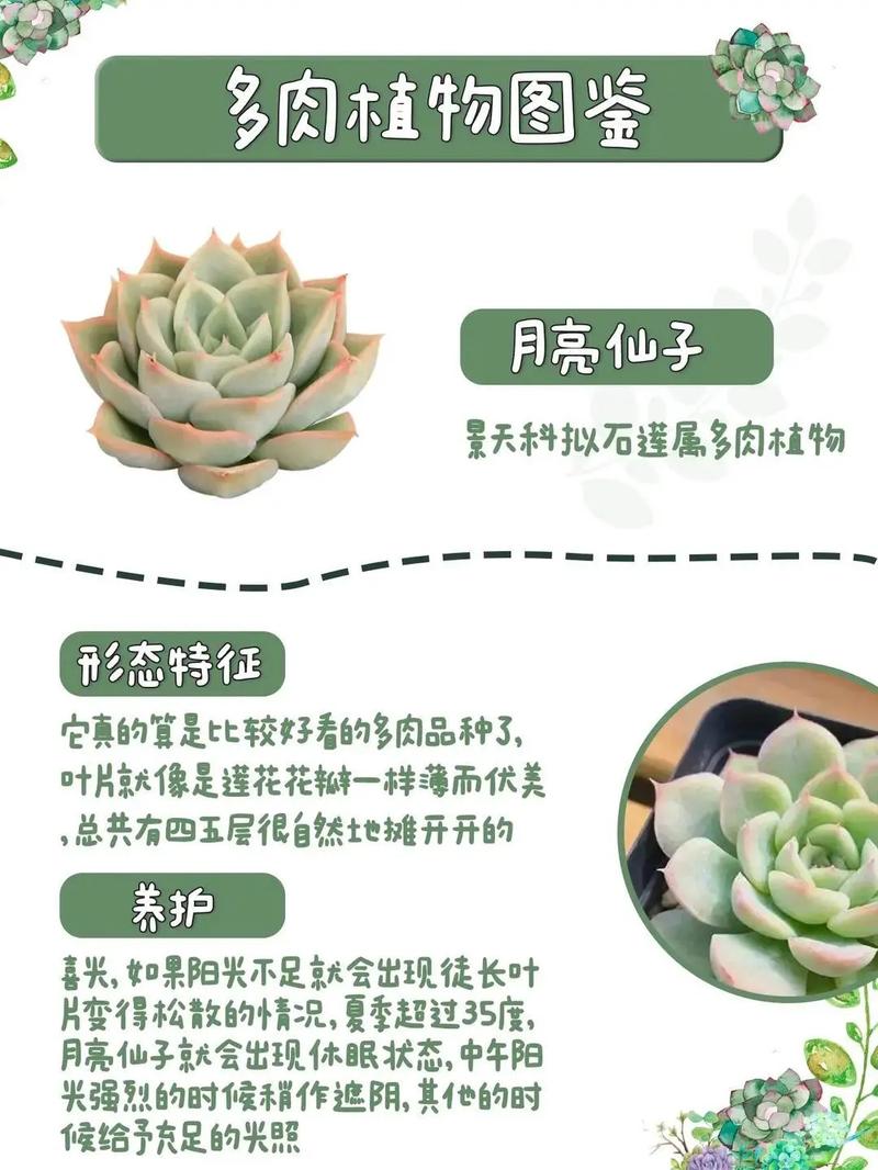 春天大叶子植物养护知识（春天叶子图片及名称）-第1张图片-多多自然网