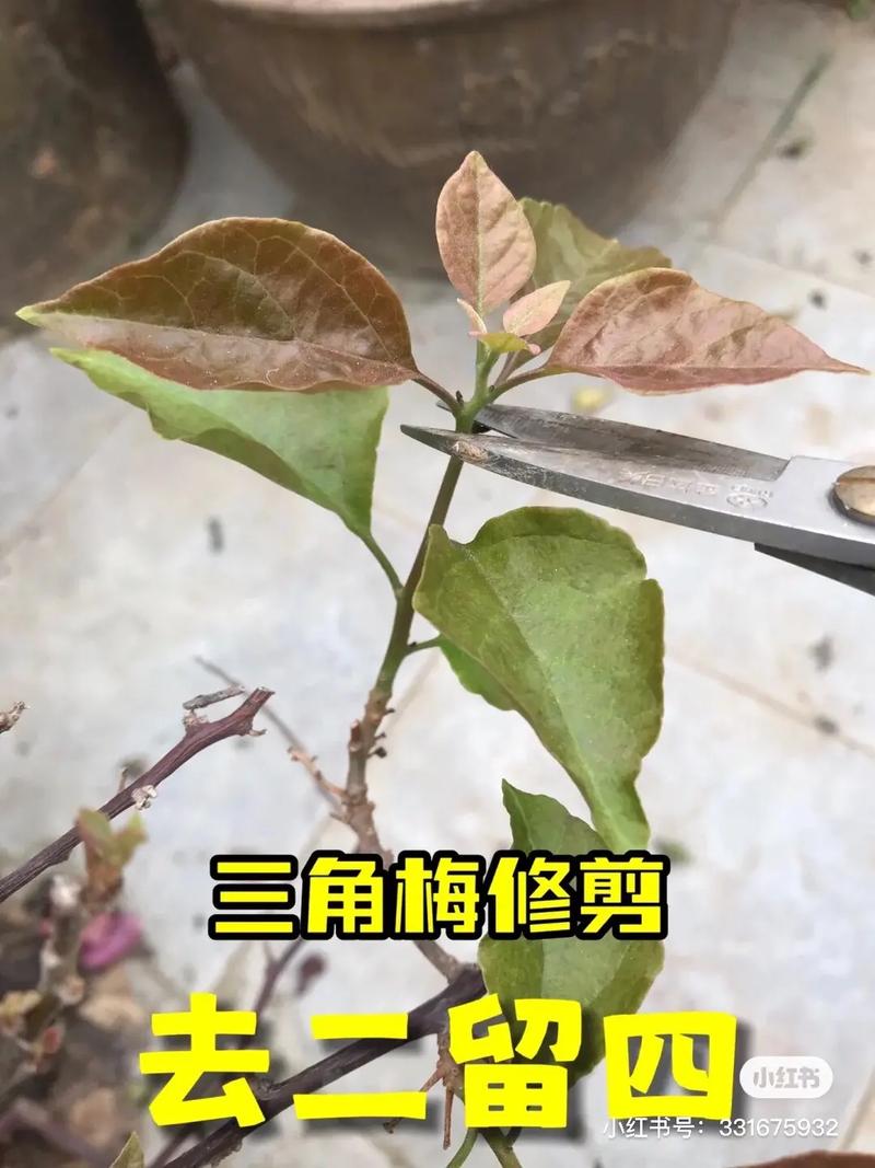 春天大叶子植物养护知识（春天叶子图片及名称）-第3张图片-多多自然网