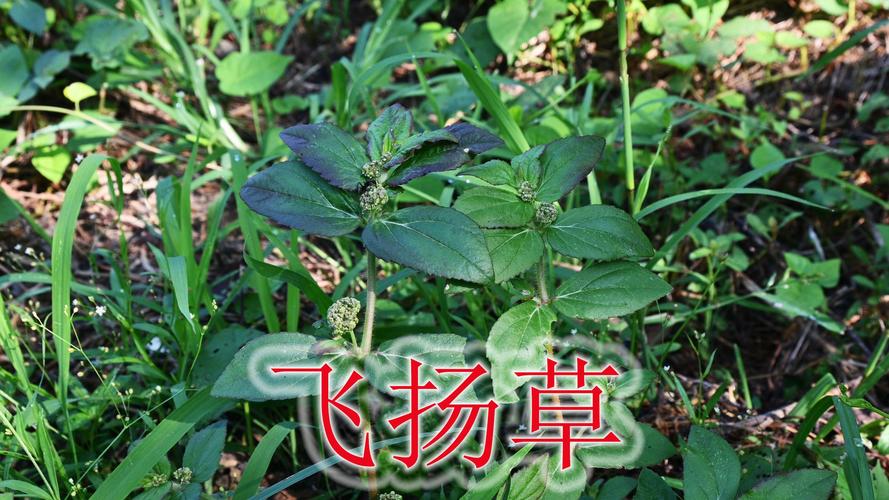 草药植物知识百科大全用法（草药 大全）-第2张图片-多多自然网