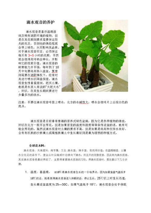 冬季海芋绿植养护要点（海芋过冬）-第4张图片-多多自然网