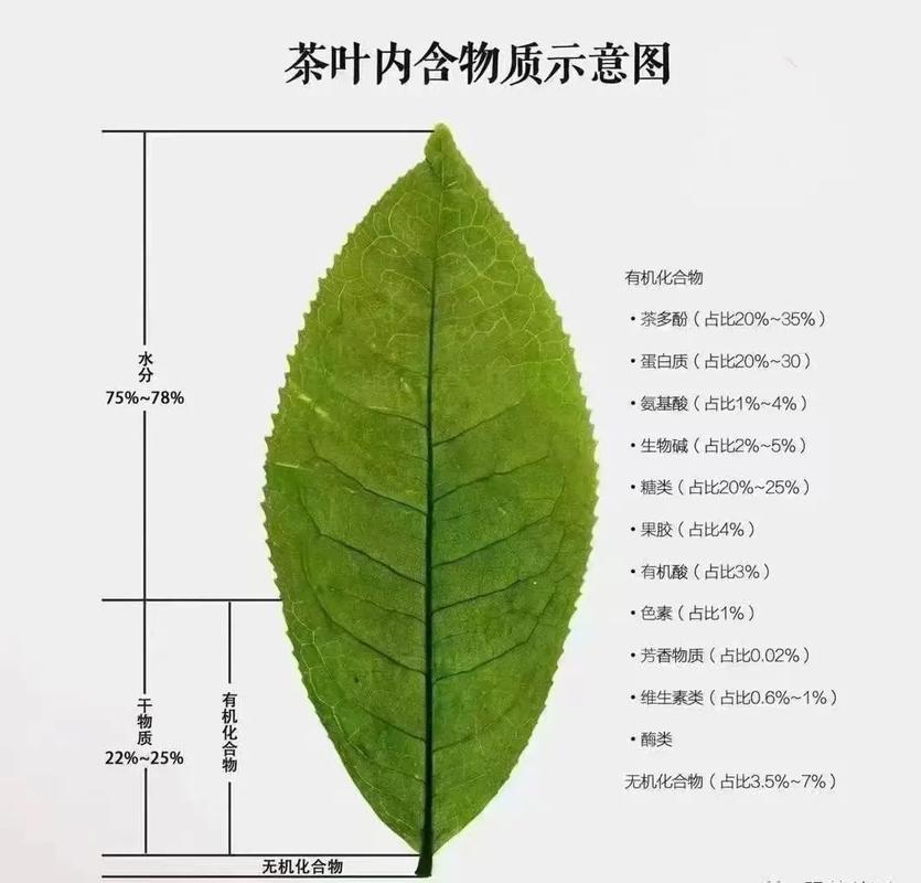 茶树植物知识有哪些方面（茶树的基础知识）-第2张图片-多多自然网