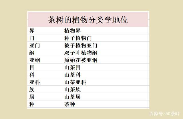 茶树植物知识有哪些方面（茶树的基础知识）-第4张图片-多多自然网