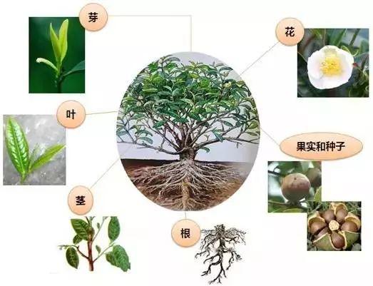 茶树植物知识有哪些方面（茶树的基础知识）-第5张图片-多多自然网