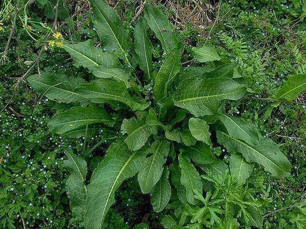 菠菜植物百科知识大全（菠菜植物百科知识大全图片）-第6张图片-多多自然网