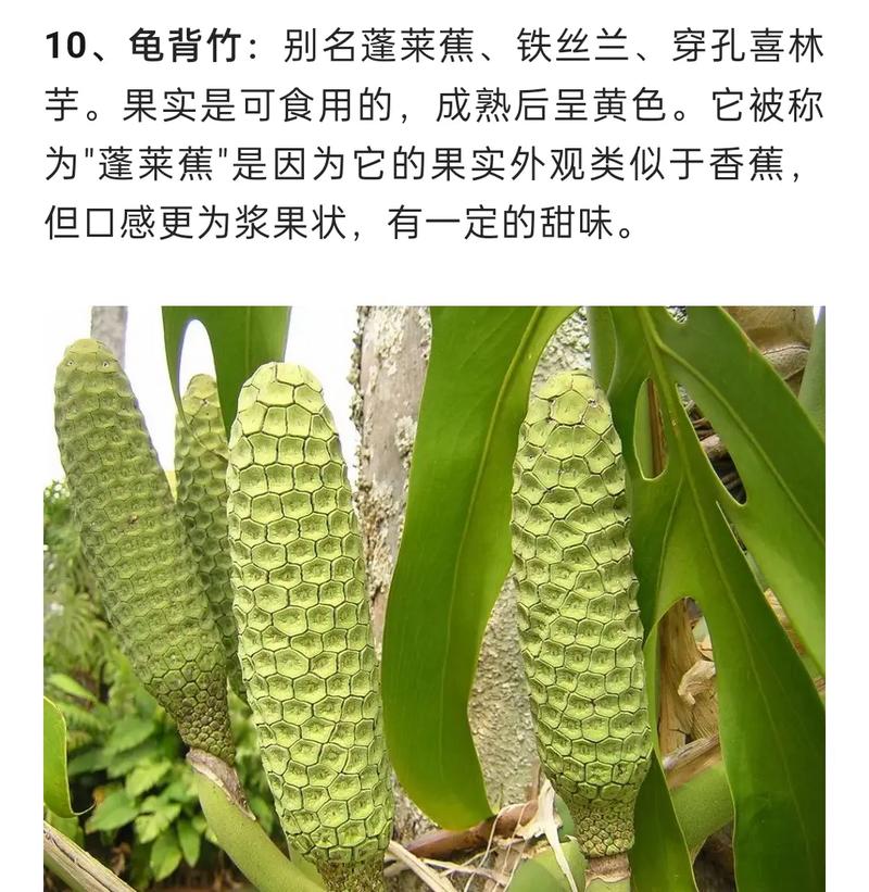 常见植物科普知识（常见植物科普知识点）-第4张图片-多多自然网