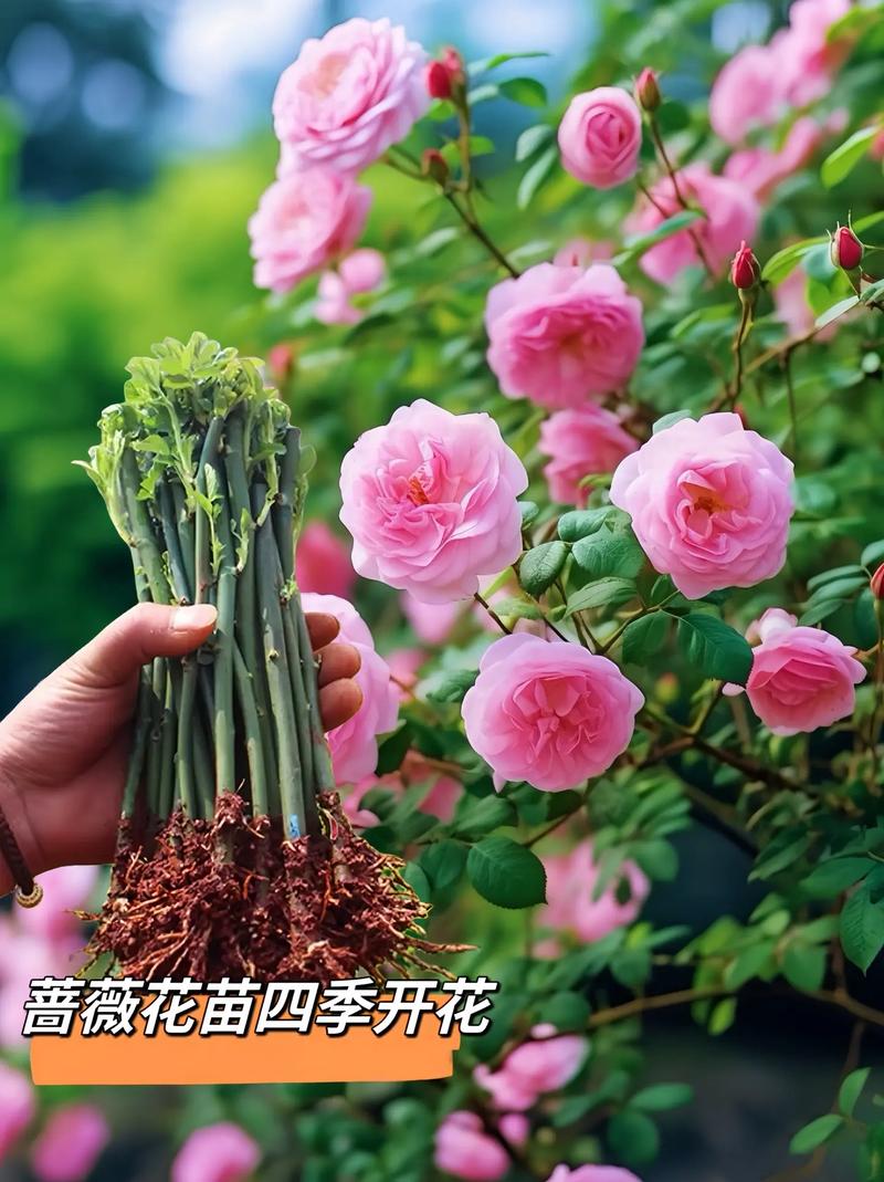 常见植物科普知识（常见植物科普知识点）-第7张图片-多多自然网