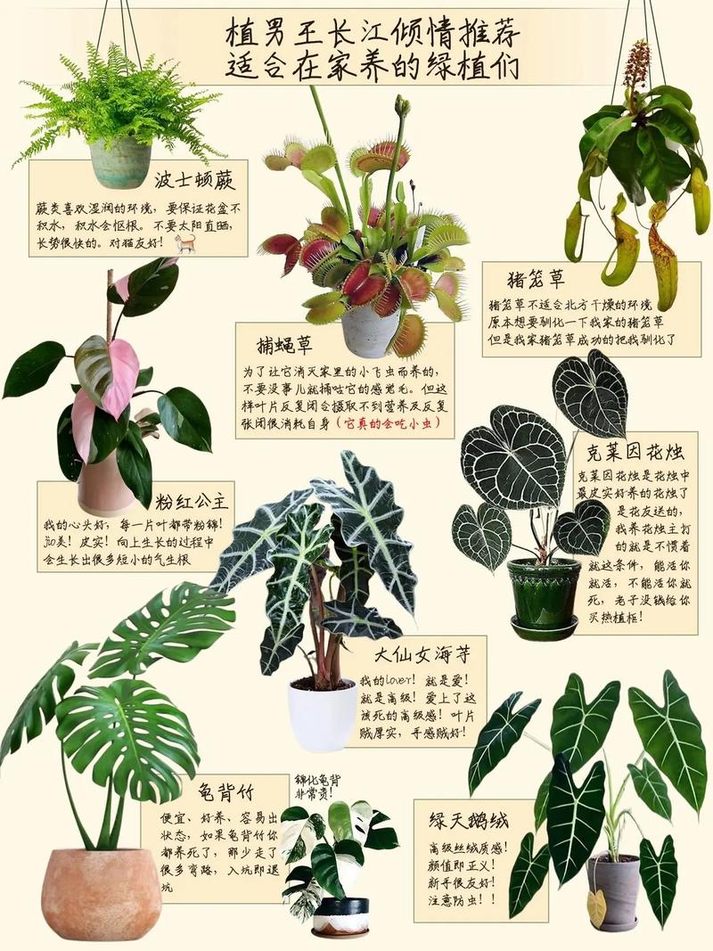 常见植物室内养护知识（室内植物应用的四大原则）-第4张图片-多多自然网