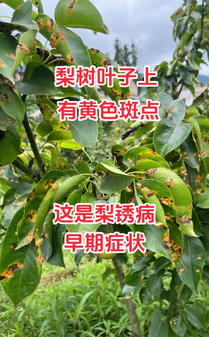 春季植物防治知识内容简介（春季植物防治知识内容简介怎么写）-第6张图片-多多自然网