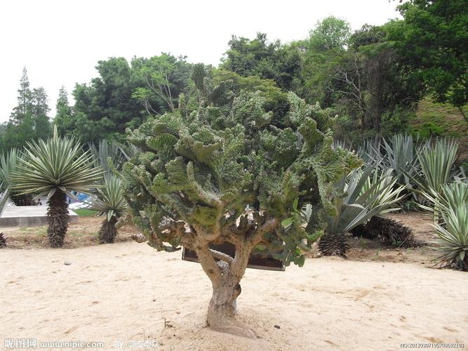 草原植物适应环境知识（草原植被植物的特点）-第4张图片-多多自然网