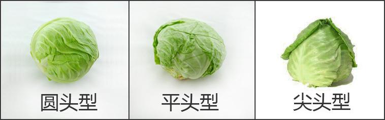 包菜植物百科知识（包菜百度百科）-第3张图片-多多自然网