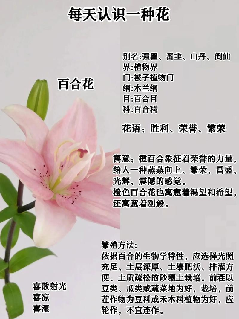 百合花植物科普知识（百合花植物科普知识）-第5张图片-多多自然网