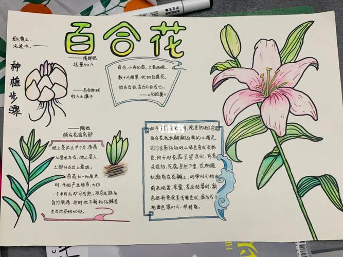 百合花植物科普知识（百合花植物科普知识）-第6张图片-多多自然网