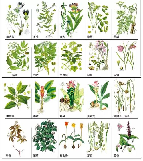 草本植物小知识有哪些（草本植物20种）-第4张图片-多多自然网