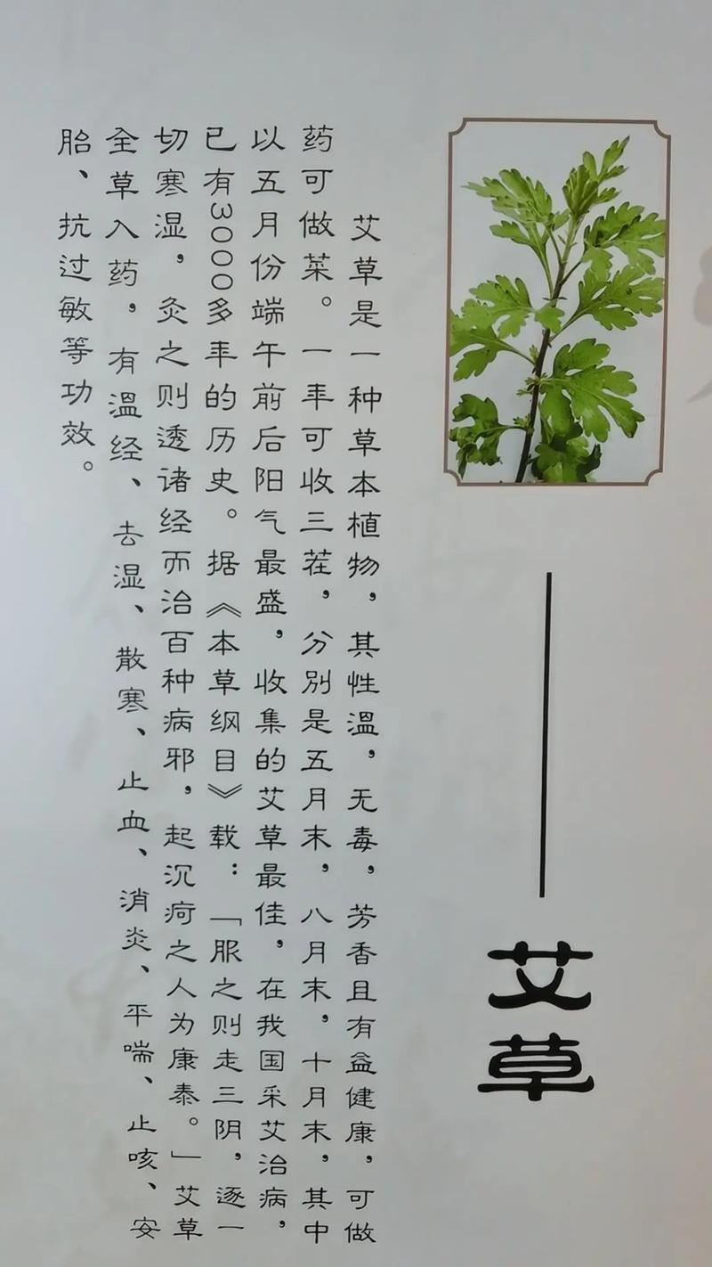 草药植物知识百科大全艾草（艾草药物功效与作用）-第1张图片-多多自然网