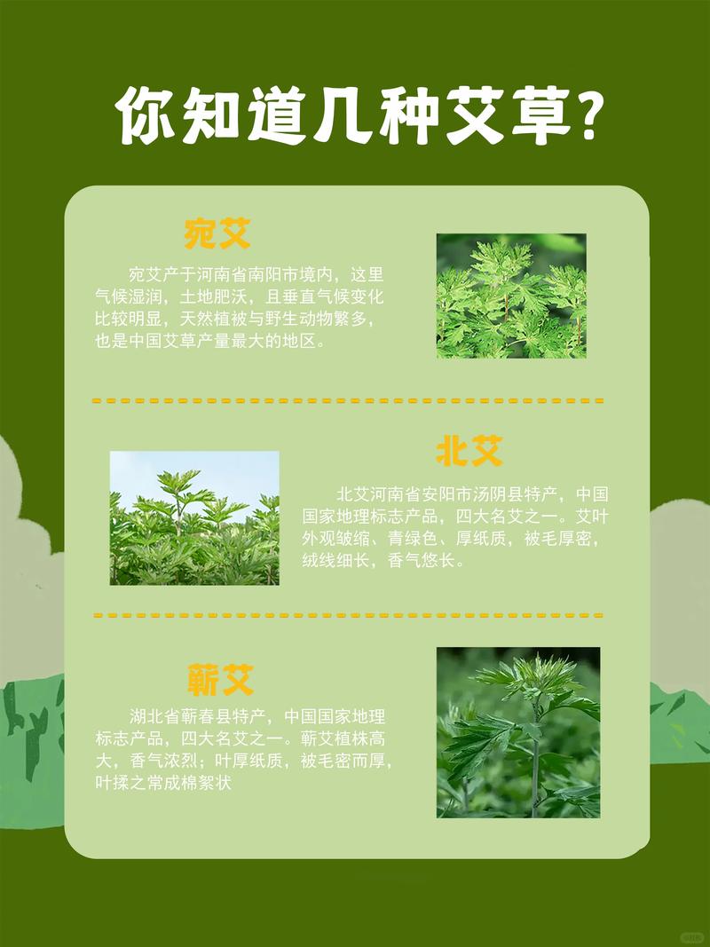 草药植物知识百科大全艾草（艾草药物功效与作用）-第3张图片-多多自然网