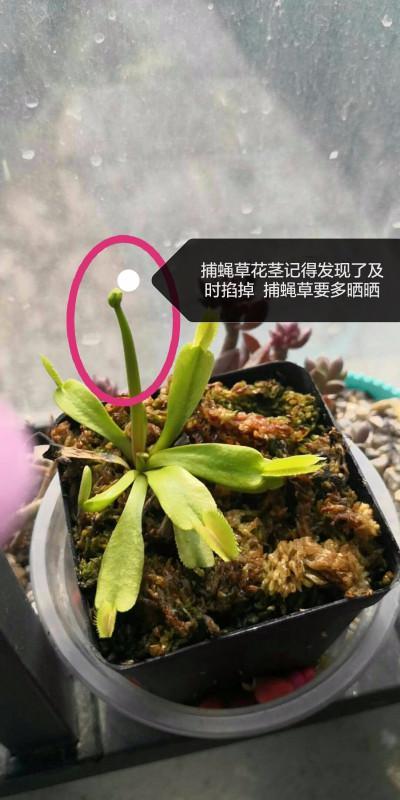 捕蝇草植物科普知识大全（捕蝇草植物科普知识大全）-第3张图片-多多自然网