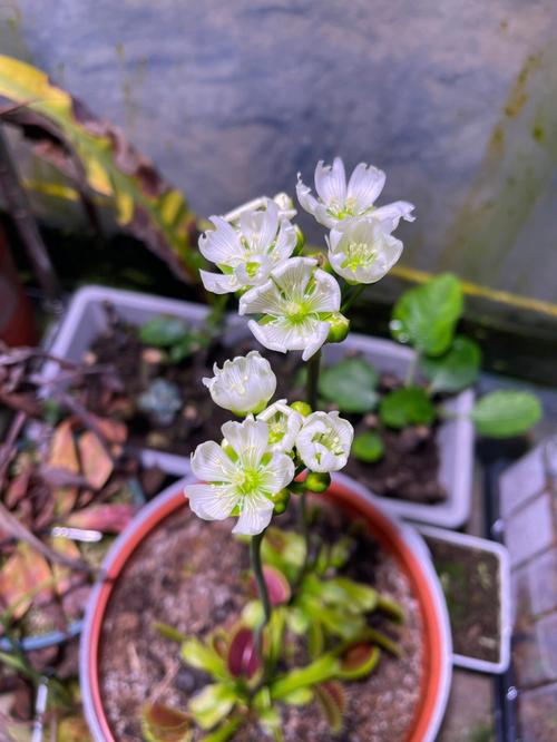 捕蝇草植物科普知识大全（捕蝇草植物科普知识大全）-第4张图片-多多自然网