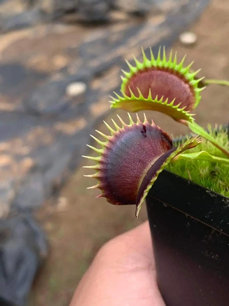 捕蝇草植物科普知识大全（捕蝇草植物科普知识大全）-第7张图片-多多自然网