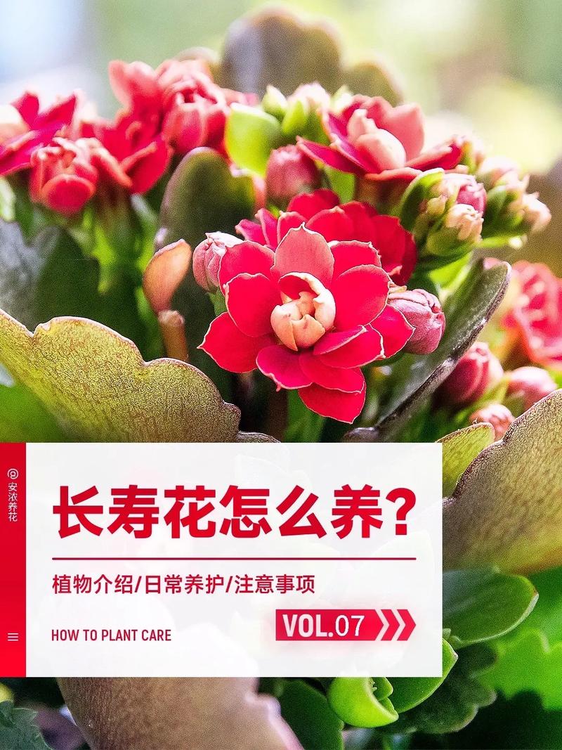 春季开花植物怎么养护知识（14种春季开花的植物）-第2张图片-多多自然网