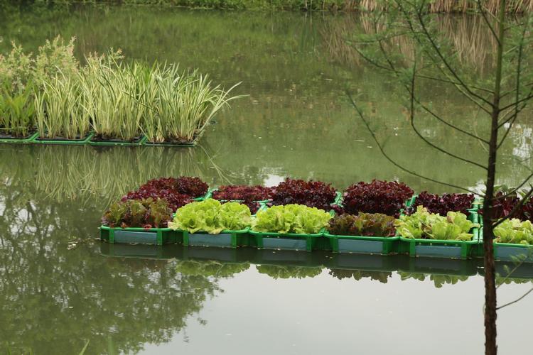 池塘植物种植知识（池塘植物配置平面图）-第2张图片-多多自然网