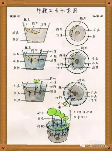 池塘植物种植知识（池塘植物配置平面图）-第3张图片-多多自然网