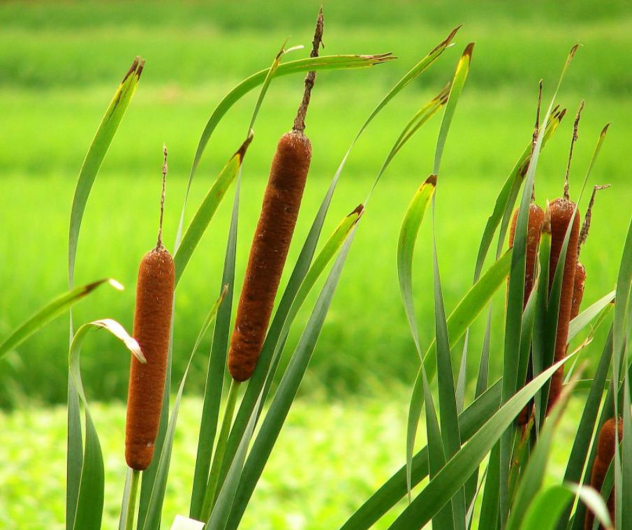 池塘植物种植知识（池塘植物配置平面图）-第6张图片-多多自然网