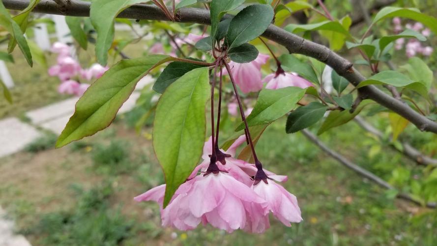 春天的植物的知识（春天植物有哪些特点）-第4张图片-多多自然网