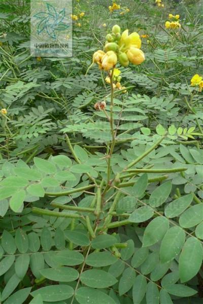 草药植物知识百科大全全部（草药科普）-第5张图片-多多自然网