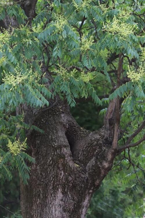 臭椿植物的养护知识（臭椿的病虫害及养护管理）-第4张图片-多多自然网