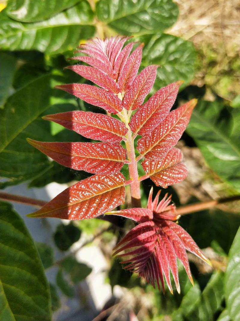 臭椿植物的养护知识（臭椿的病虫害及养护管理）-第7张图片-多多自然网