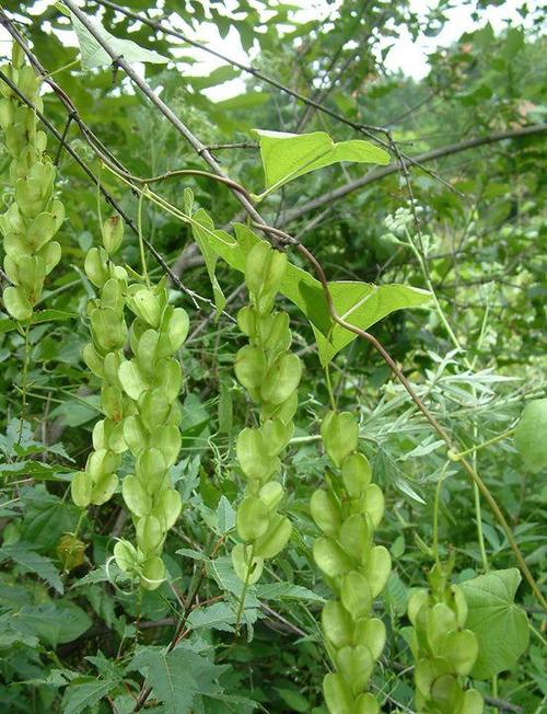 草药植物知识大全（草类药材植物名称大全）-第1张图片-多多自然网