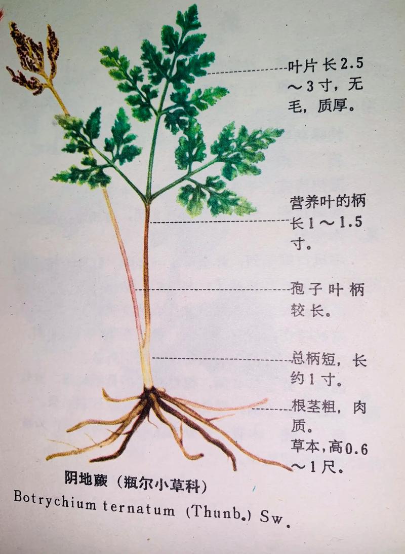 草药植物知识大全（草类药材植物名称大全）-第5张图片-多多自然网