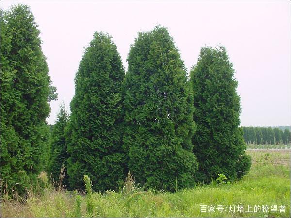 常青植物相关知识（常青植物名称及图片）-第3张图片-多多自然网