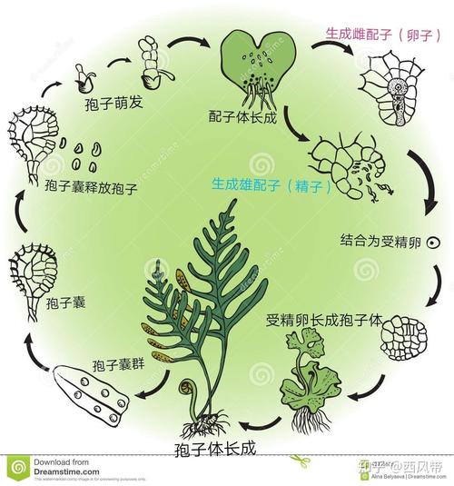 孢子植物的总知识（孢子植物介绍）-第7张图片-多多自然网