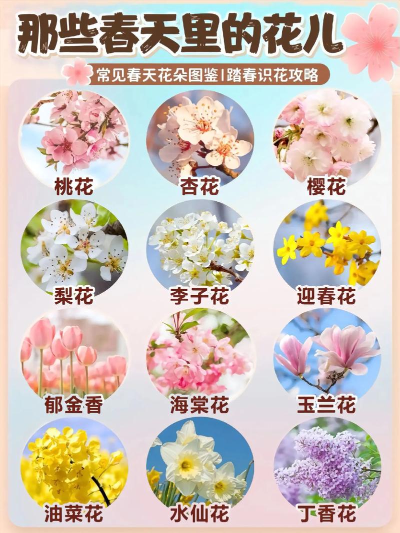 常见绿化植物科普知识大全（绿化植物名录）-第1张图片-多多自然网