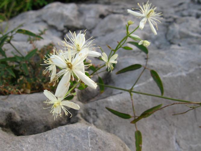 常见绿化植物科普知识大全（绿化植物名录）-第5张图片-多多自然网