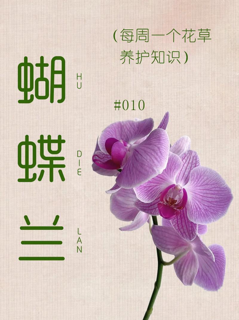 白蝴蝶花植物百科知识（白蝴蝶花花语象征与寓意）-第6张图片-多多自然网