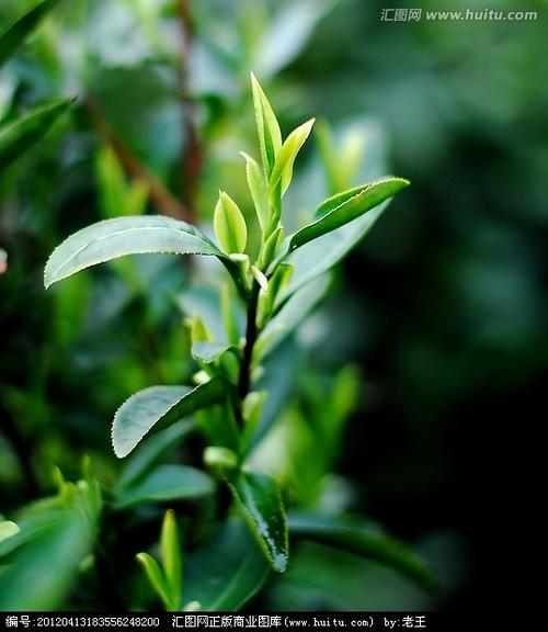 茶树植物知识大全（茶树植物知识大全图片）-第4张图片-多多自然网