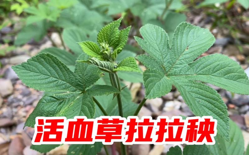 草本植物小知识（草本植物小知识图片）-第2张图片-多多自然网