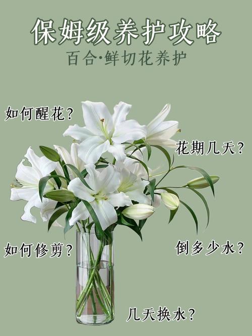 百合花插在水里怎么养（百合花插在水里能活多久）-第2张图片-多多自然网