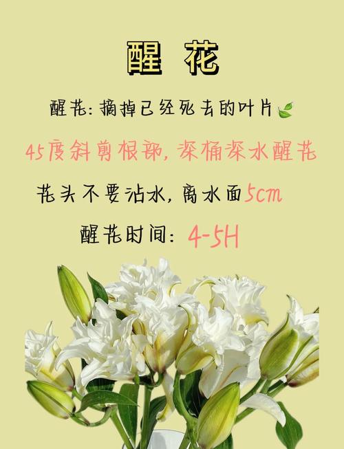 百合花插在水里怎么养（百合花插在水里能活多久）-第4张图片-多多自然网