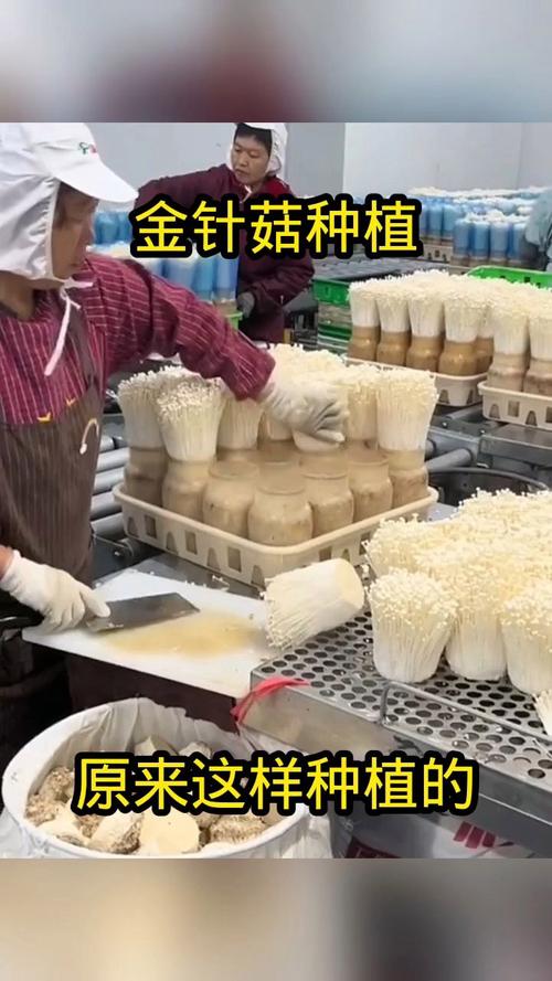 金针菇根可以再生吗（金针菇根能再生吗）-第3张图片-多多自然网