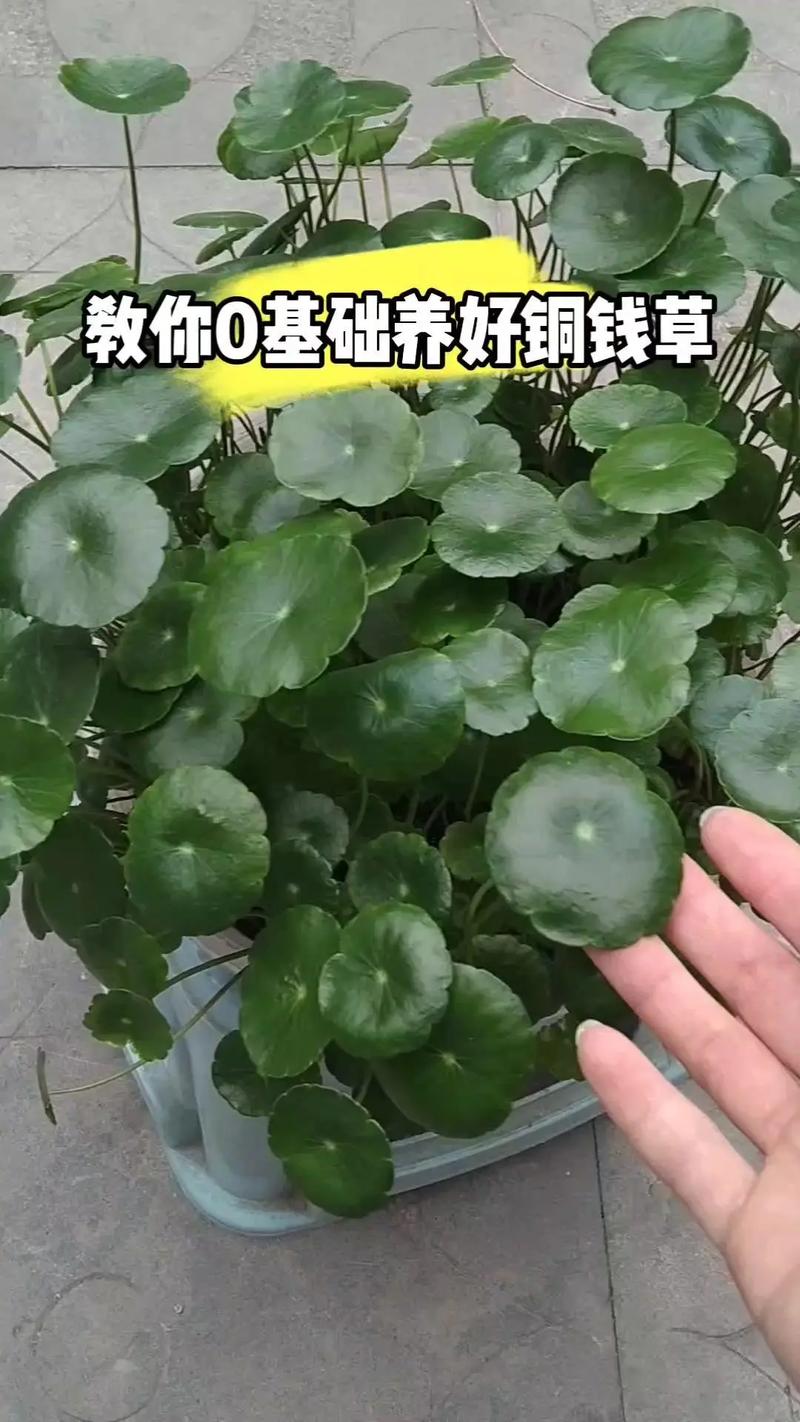 “铜钱草”叶子打了蔫儿（铜钱草的叶子蔫了怎么办）-第3张图片-多多自然网