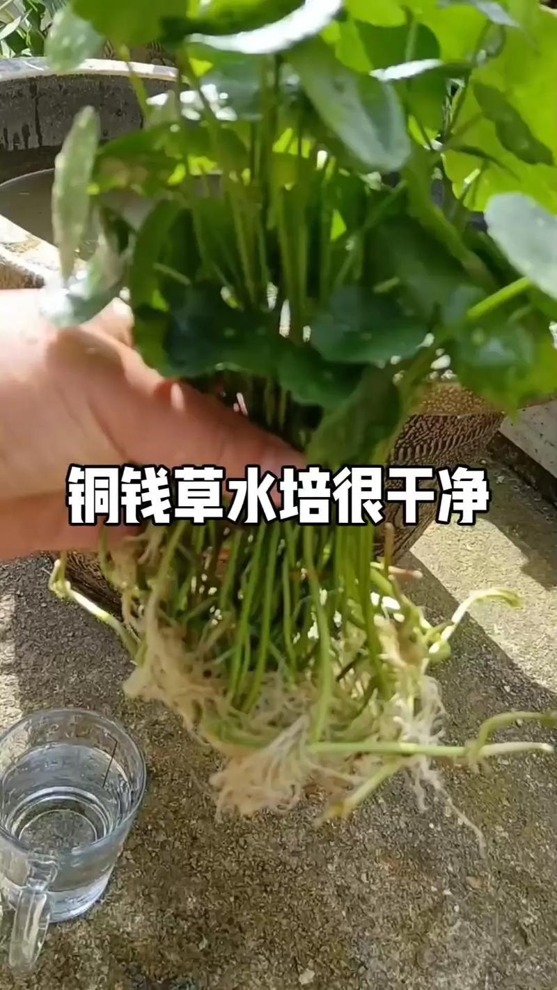 铜钱草怎么修剪（铜钱草怎么修剪图解）-第1张图片-多多自然网