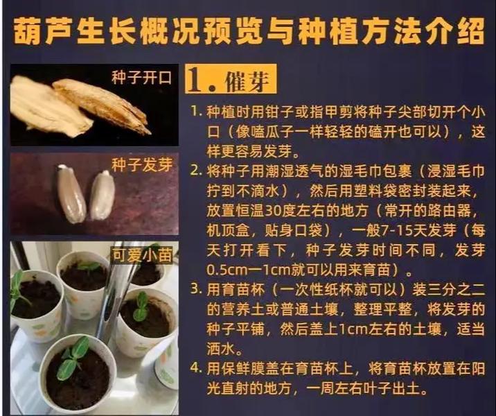 凤眼蓝种子怎么种（凤眼蓝怎么养用土吗）-第3张图片-多多自然网