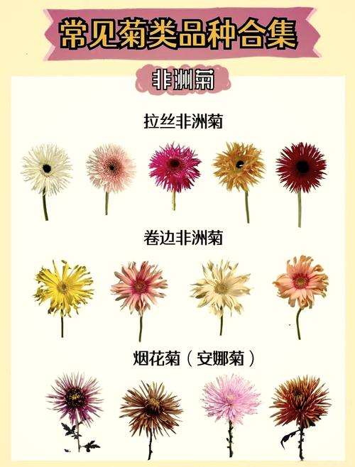 非洲菊的冬天养殖禁忌（非洲菊越冬）-第1张图片-多多自然网