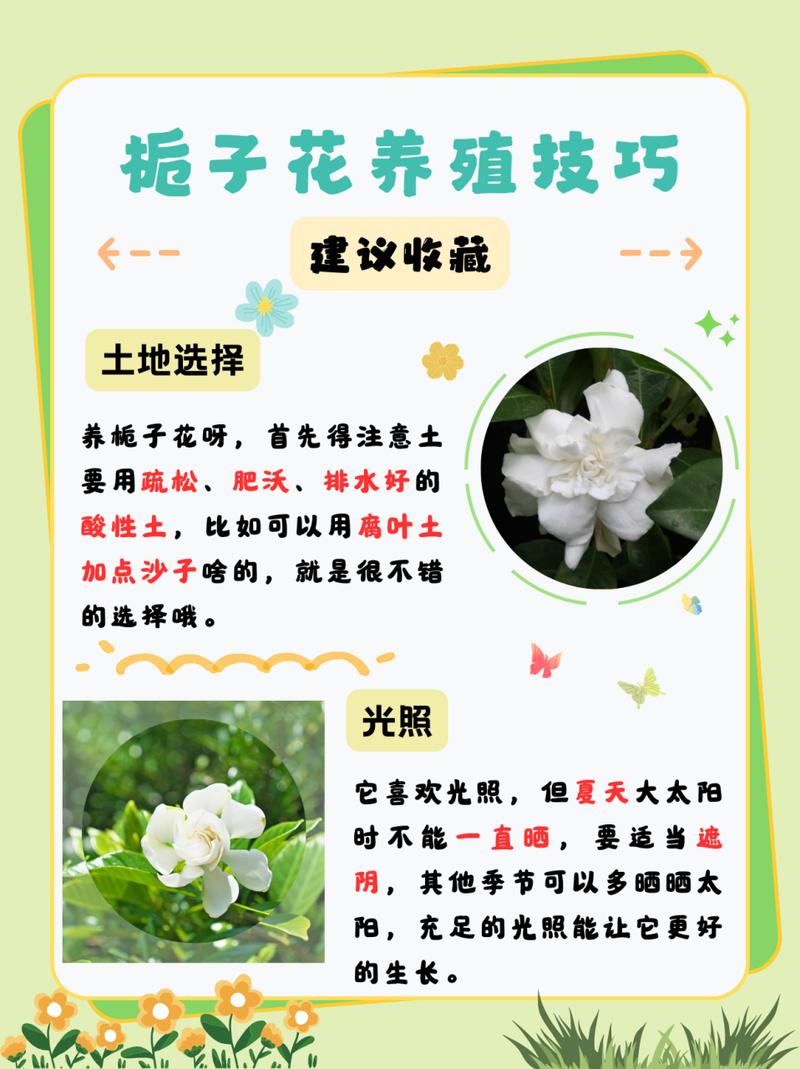 栀子花怎么养才会茂盛（栀子花怎么养才会茂盛呢）-第1张图片-多多自然网